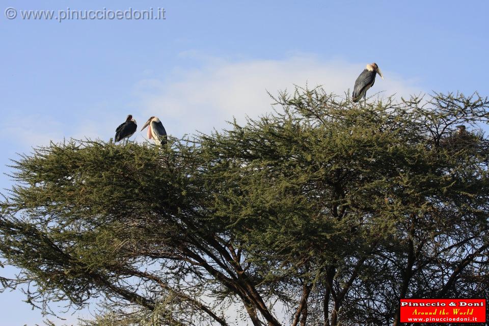 Ethiopia - 097 - Marabu bird.jpg